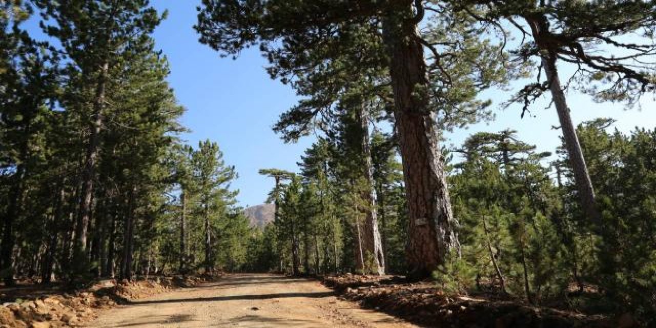Denizli'de ormanlarda piknik ve konaklama yasaklandı