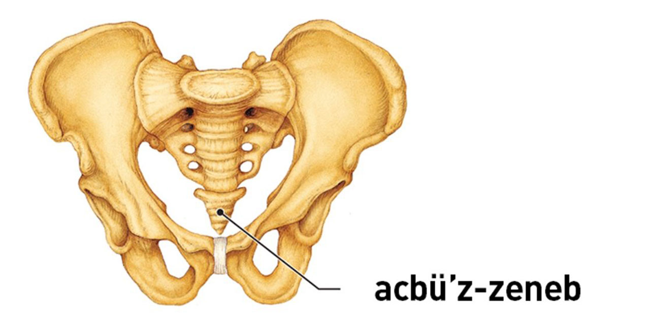 En kuvvetli tohum acbüzzenep nedir? Yeniden diriliş onunla mı olacak?