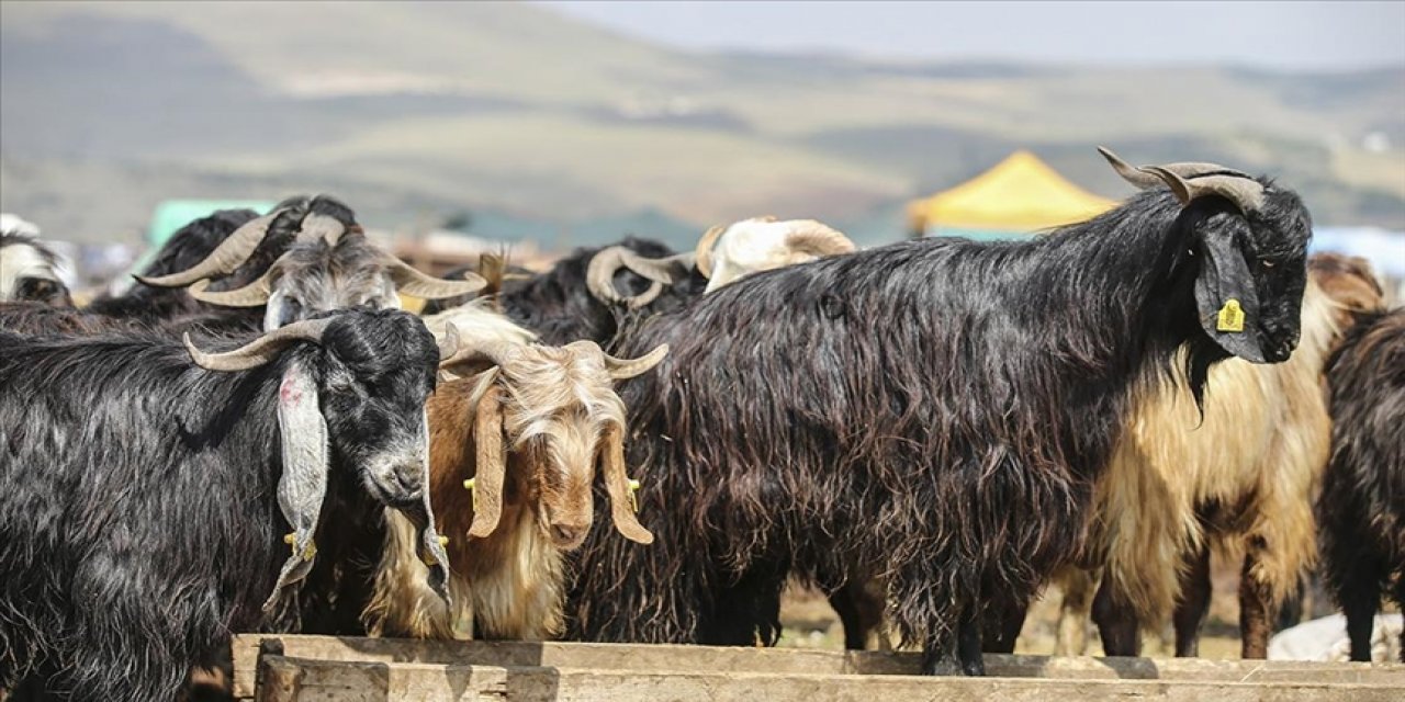 Kurbanlık satışları bayramın üçüncü günü de sürdü