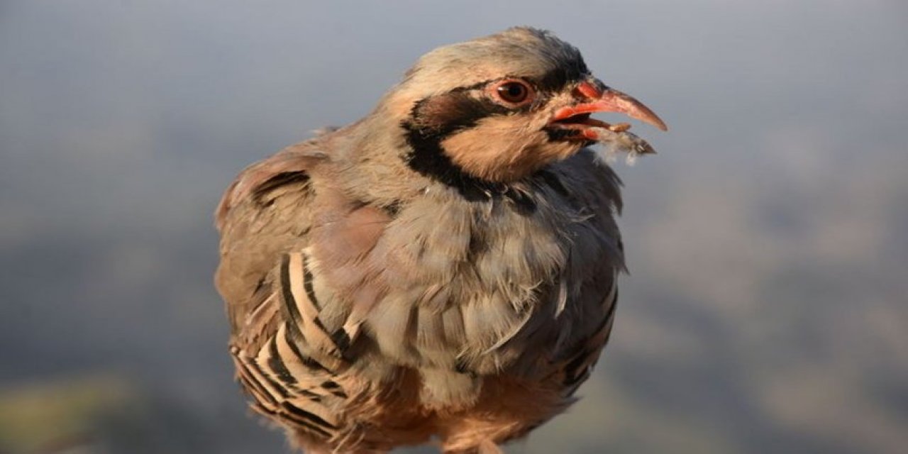 Kahramanmaraş'ta tabiatın dengesi için fıtri mücadele: 150 bin keklik salındı
