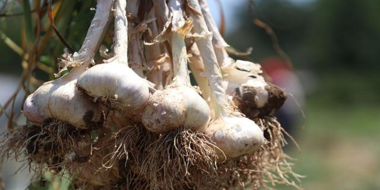 Taşköprü sarımsağı için gece nöbeti