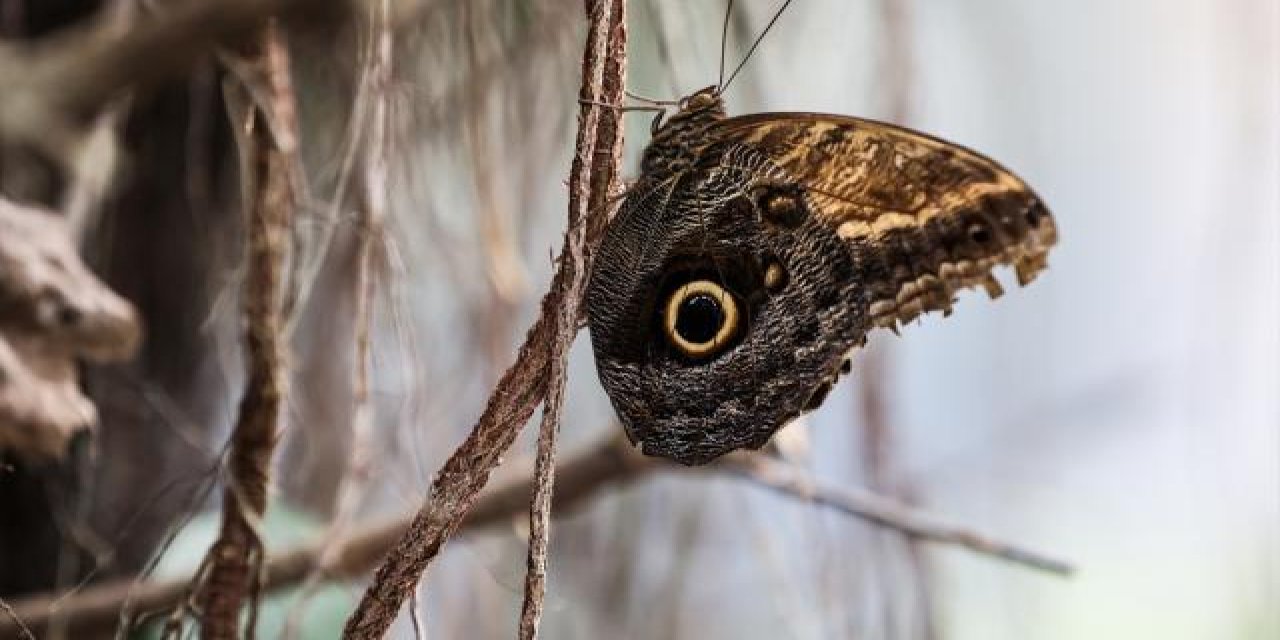 İngiltere'de halka "kelebek sayma" çağrısı