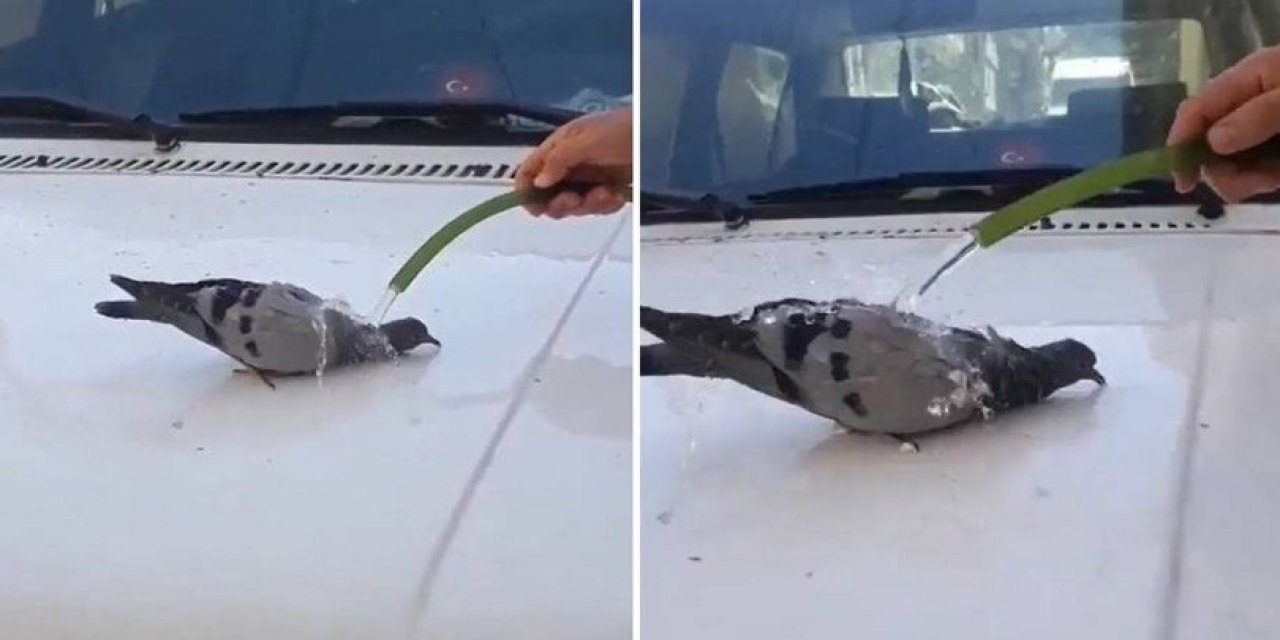 Sıcaktan bunalan güvercin hortumdan akan suyla serinledi