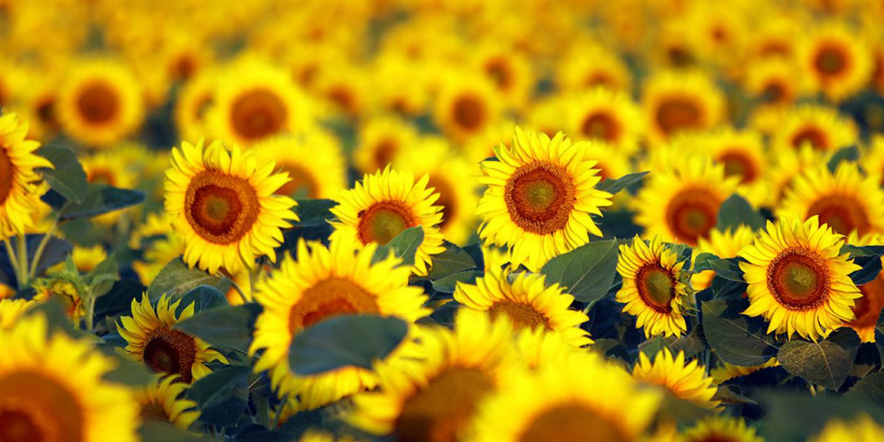 Meydan okuyan bu güzellikleri hayretten ağlayarak izlediniz mi?