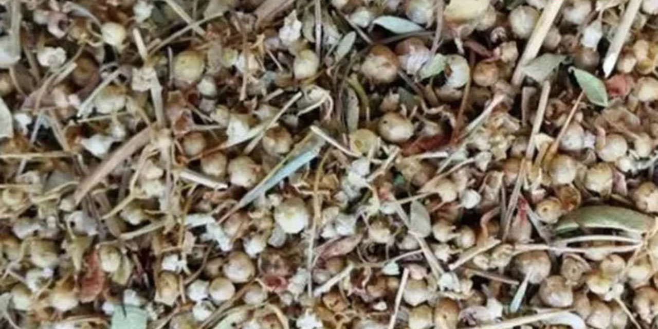 Mardin'in endemik şifalı bitkisi: İkşut otu