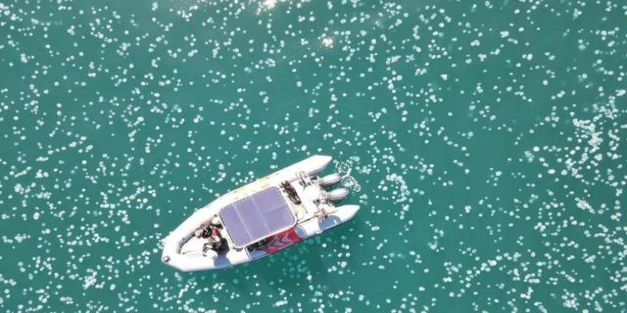 İsrail kıyılarında dev denizanası sürüsü görüldü