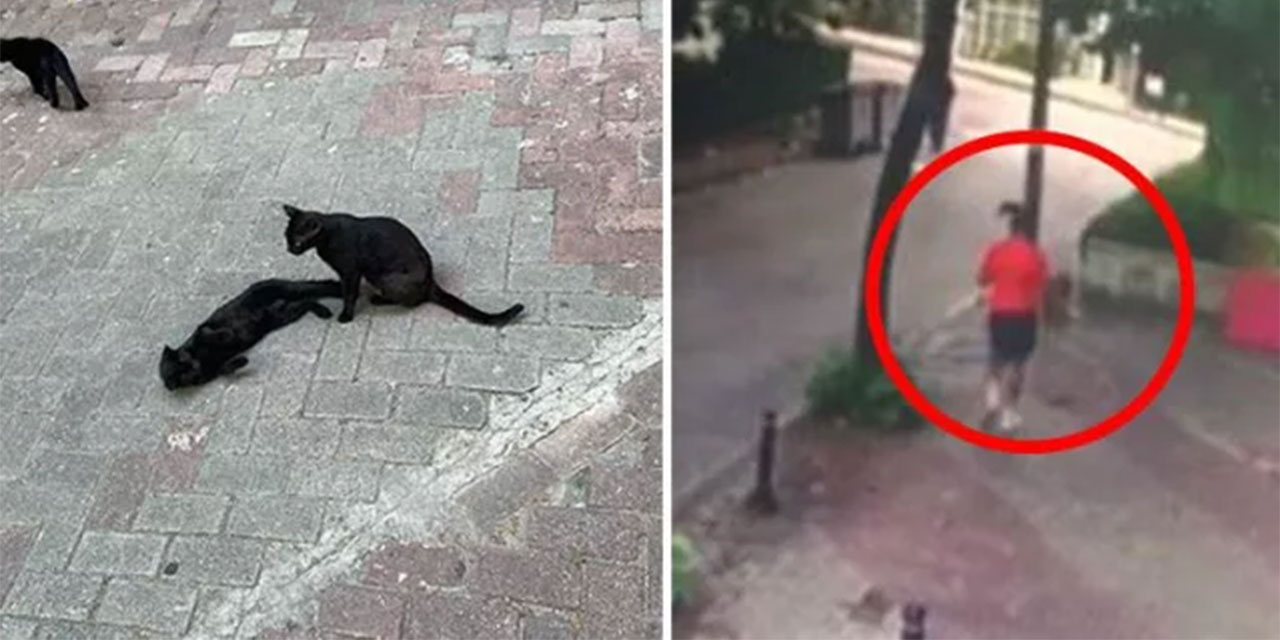 Anne şefkati böyle işte: Kedi, yavrularını korumak için köpeğe saldırdı