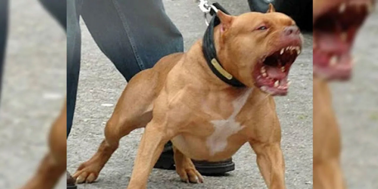 Tekirdağ'da pitbull cinsi köpeğin saldırdığı çocuk psikolojik tedavi görüyor