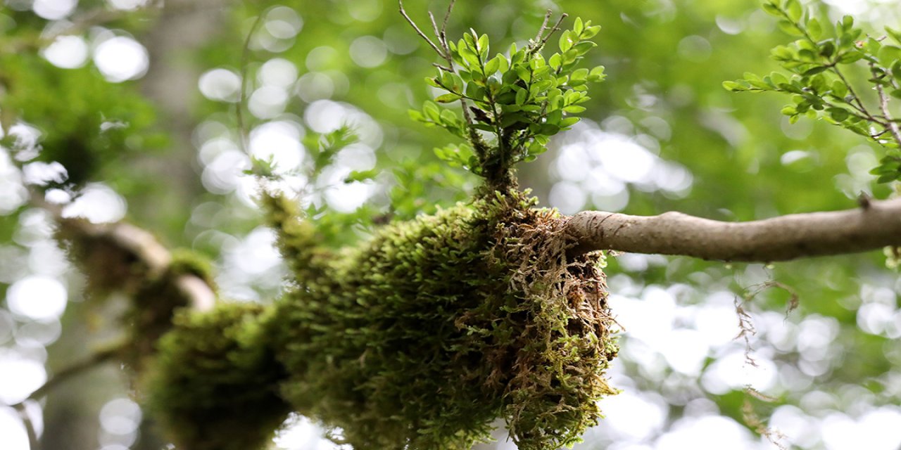 Kaçkarların yok olma tehlikesi yaşayan şimşir ağaçları 10 yıl aradan sonra dirildi