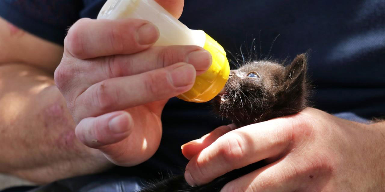 Anneleri ölen kedi yavrularına imam ve cami cemaatinden şefkat eli