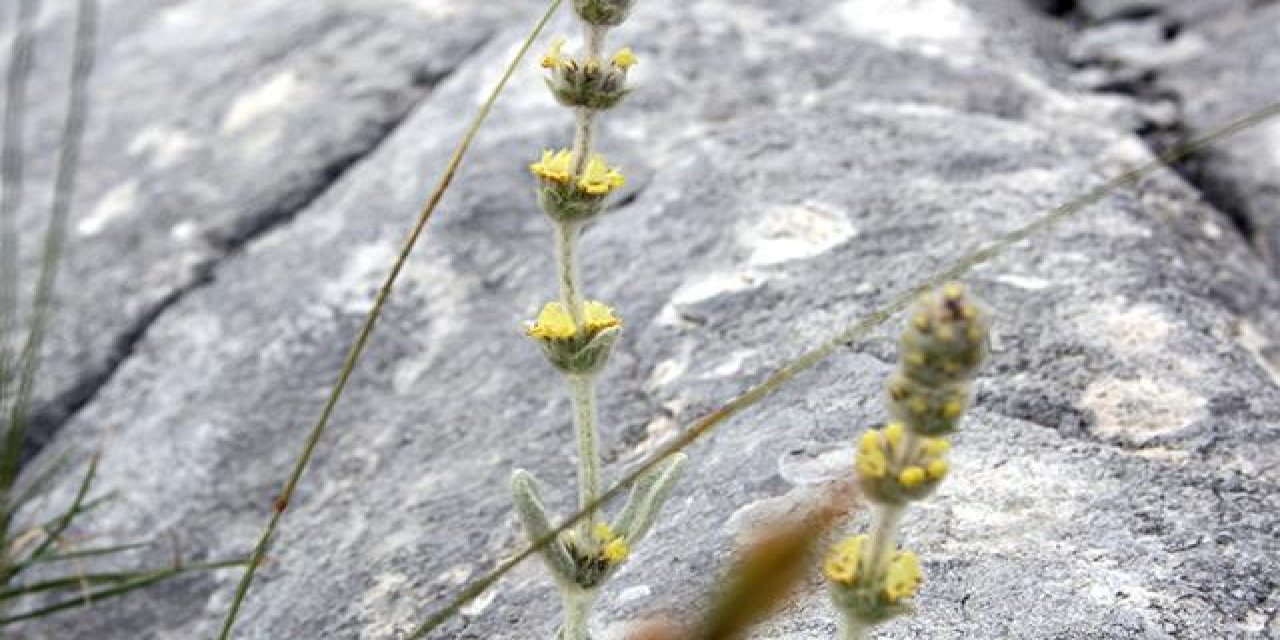 "Sarıkız Çayı" bitkisini toplayan 6 kişiye 657 bin 558 lira ceza kesildi