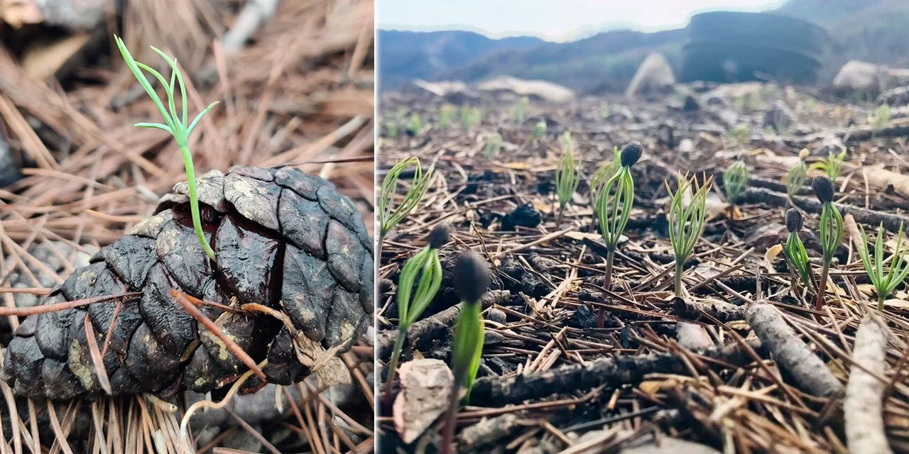 Yanan ormanlar yeniden dirilişin provası gibi