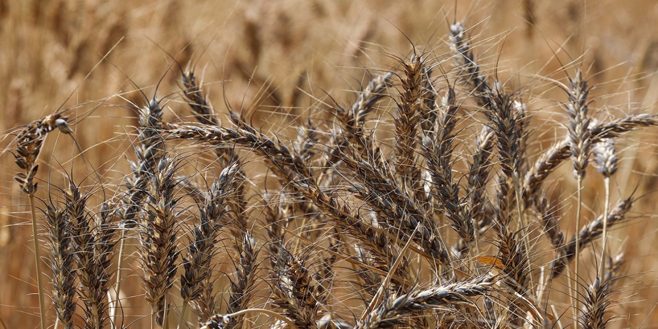 Van Gölü Havzası'nın yerel buğday çeşitleri koruma altına alındı