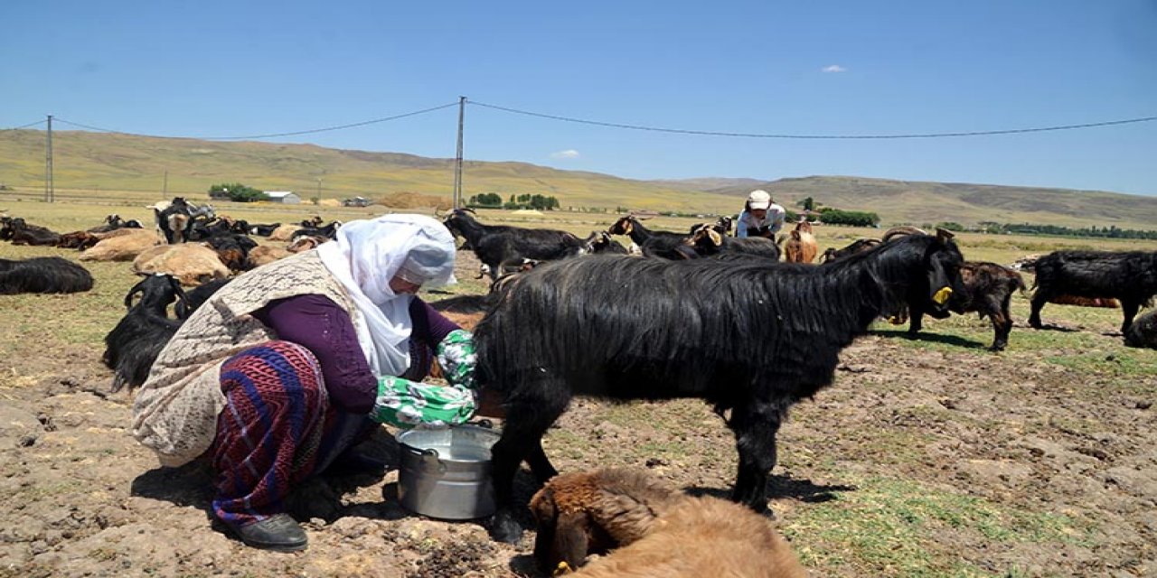 Muşlu berivanlar hayvanlarını sağmak için her gün kilometrelerce yol kat ediyor