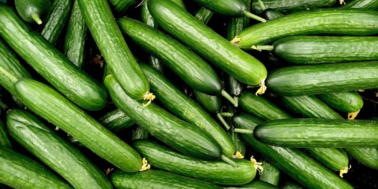 Kainat eczanesinden salatalık: Hem kiloya, hem kansere şifa