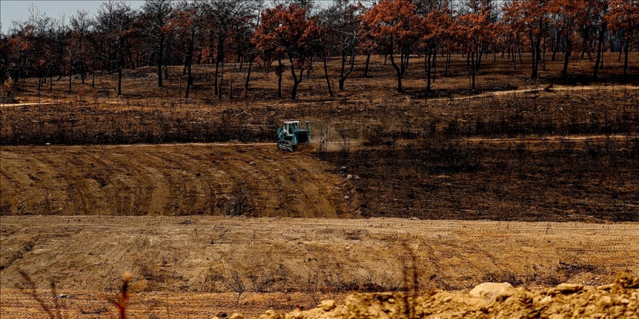 Antalya'da geçen yılki orman yangını endemik bitki türleri de etkilendi
