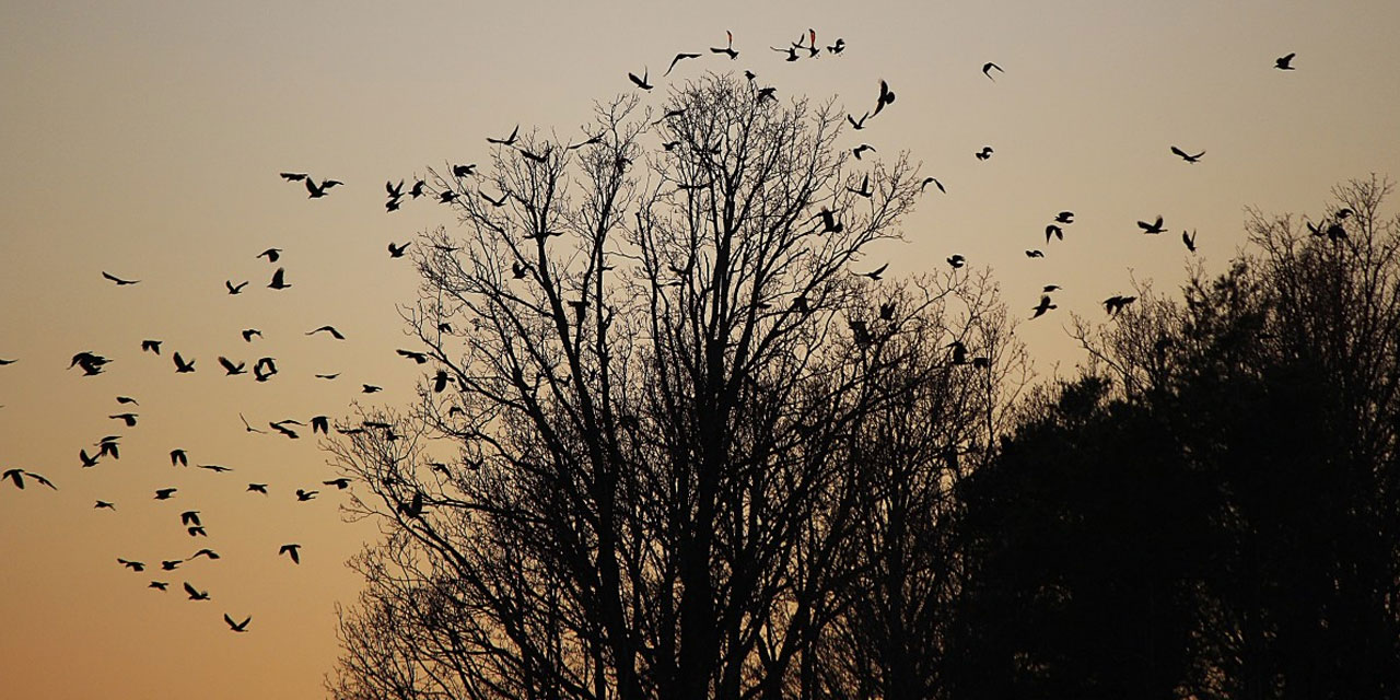 Bediüzzaman: Bizdeki sehâvet-i milliye sû-i istimal edildi