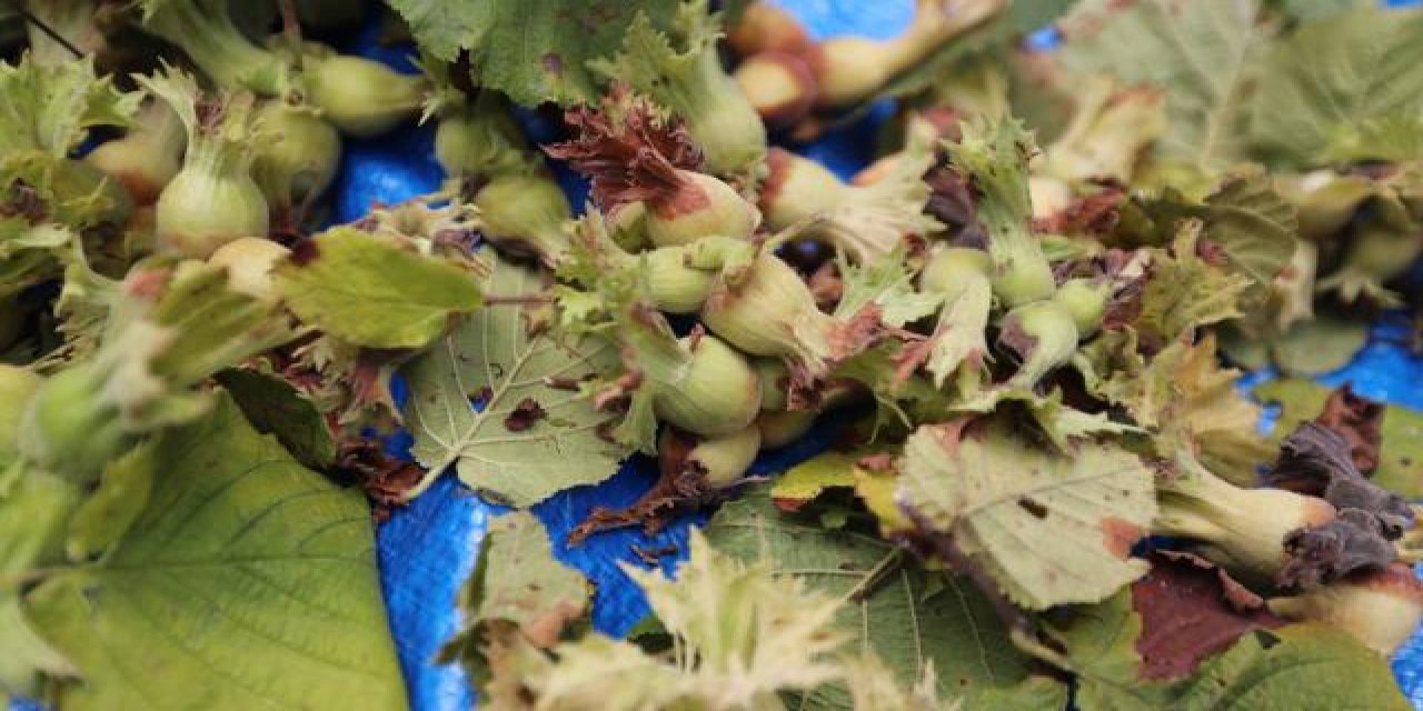 Düzce'de fındık hasadı tarihi belirlendi