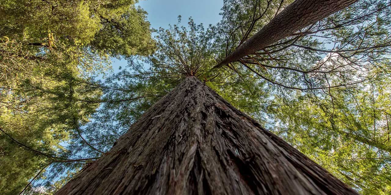 İnternet fenomenleri yüzünden dünyanın en uzun ağacına ziyaret yasaklandı