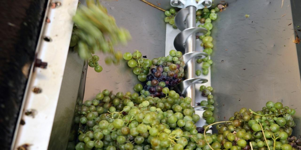 Tekirdağ'da "koruk suyu" mesaisi başladı