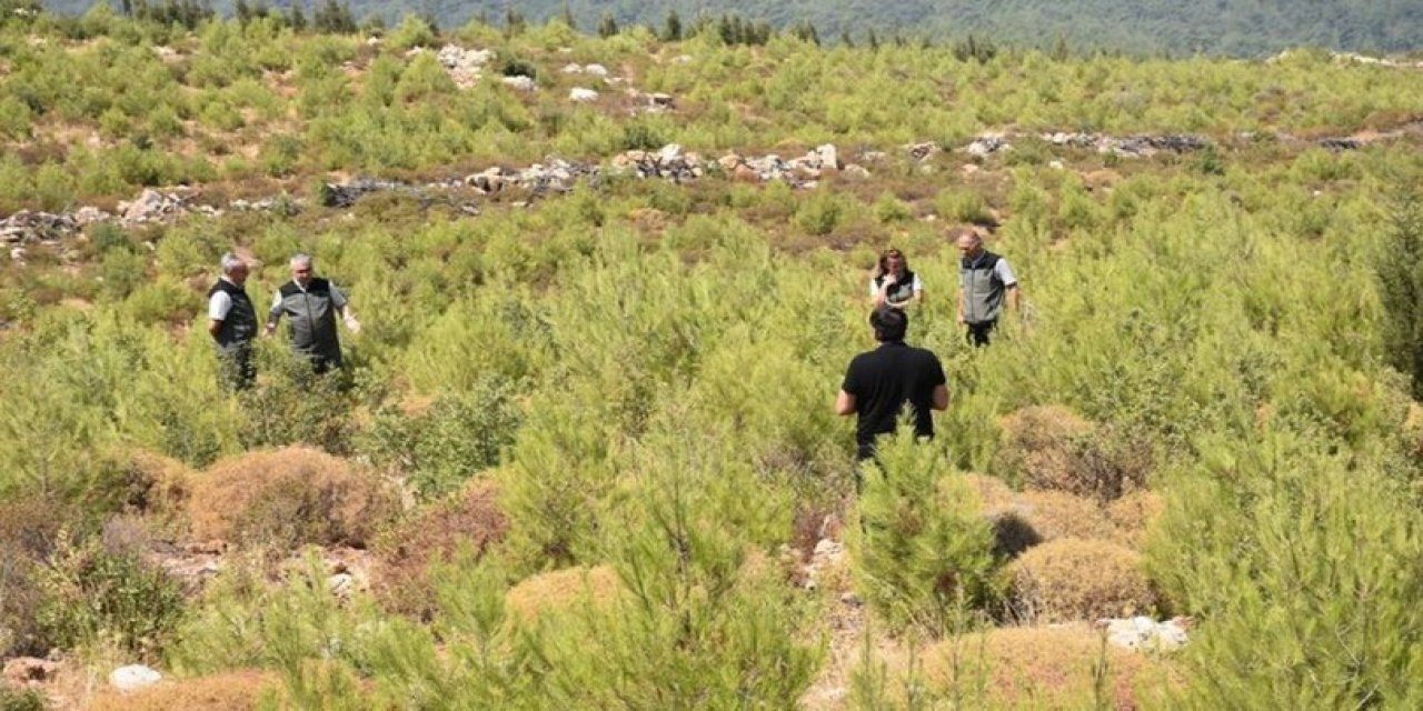 İzmir'de 5 yıl önce 12 bin hektar ormanın yandığı alan yeşillendi