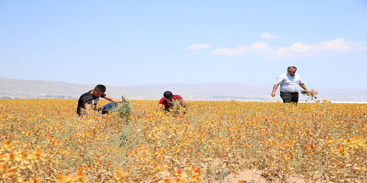 Belediyenin atıl arazisi lise öğrencilerine uygulama alanı oldu