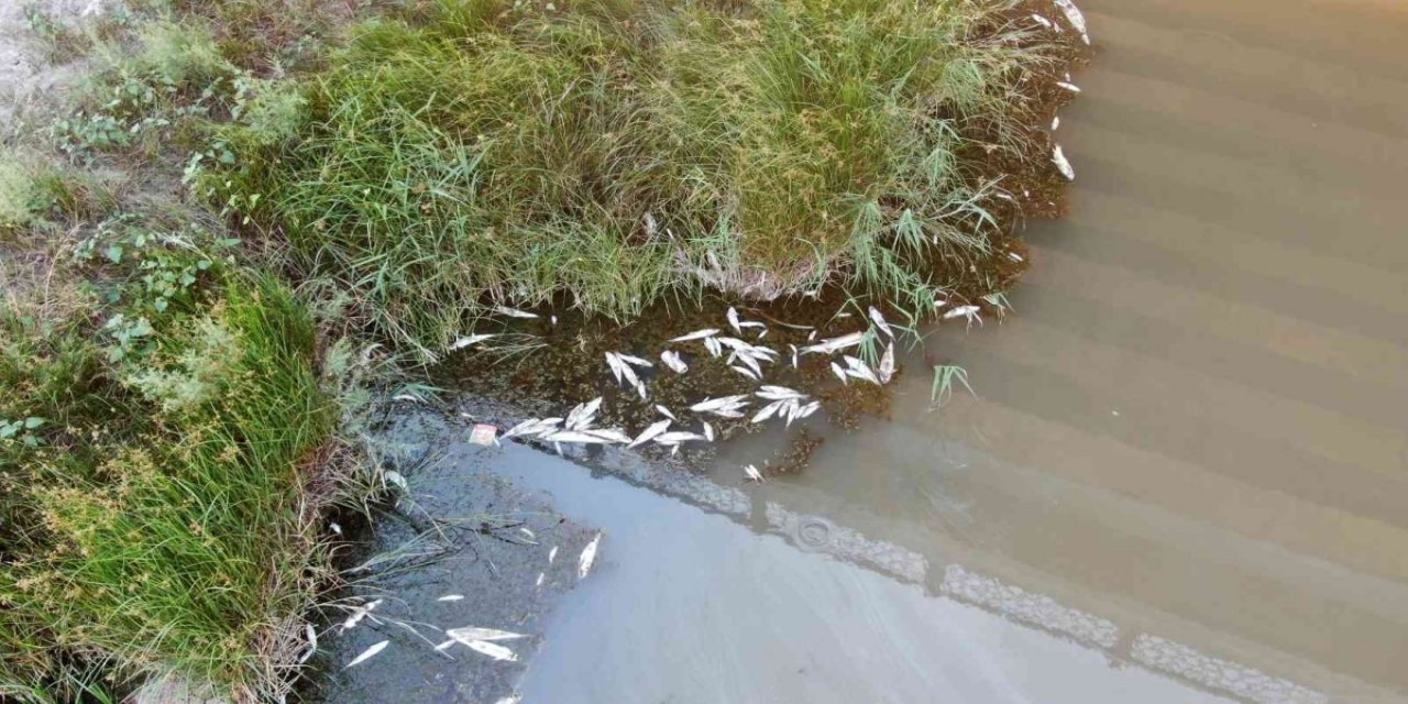 Kızılırmak'taki balık ölümlerinin nedeni belli oldu