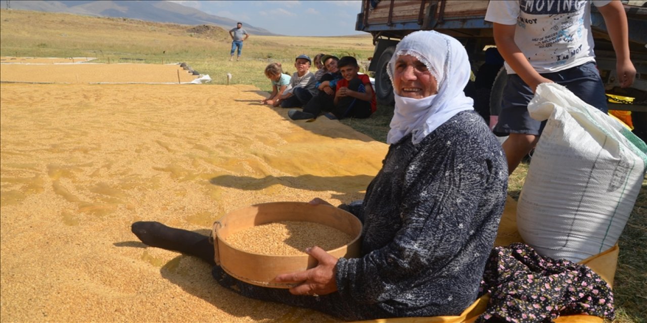 Muş'ta köylüler hasat ettikleri buğdayı derelerde yıkamaya başladı