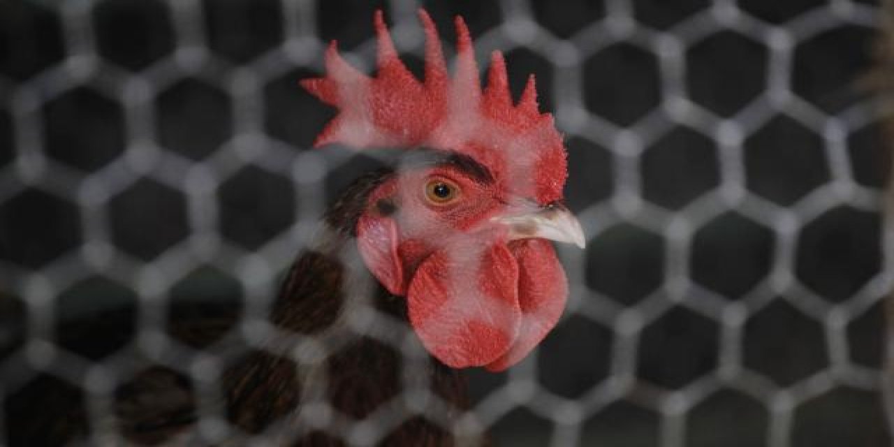 Günde yaklaşık 200 kere öten horoz mahkemeye verildi