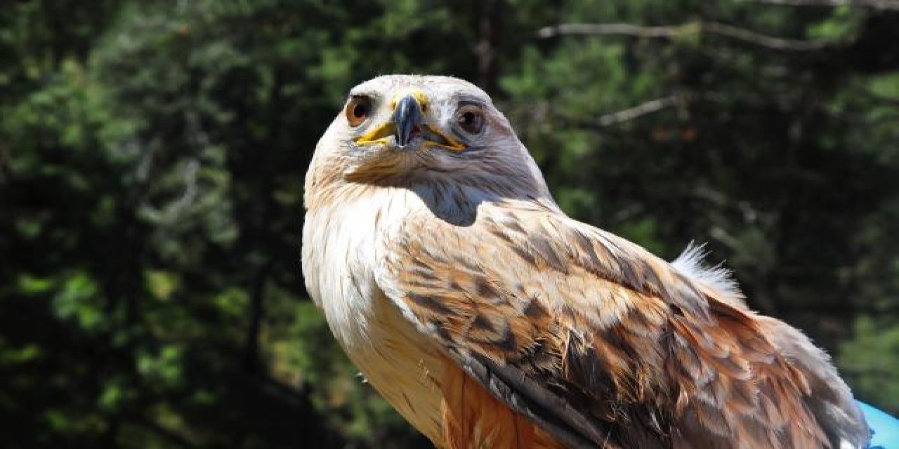 Şahin avlayan 2 kişiye 70 bin lira ceza