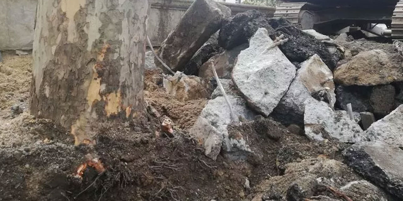 TMMOB Orman Mühendisleri Odası '112 Çınar Raporu'nu açıkladı