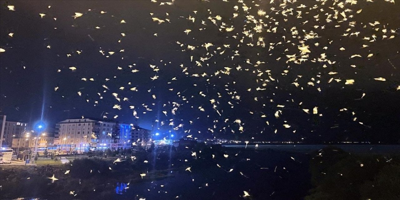 Ardahan'da "bir günlükler"in "ölüm uçuşu" sürüyor