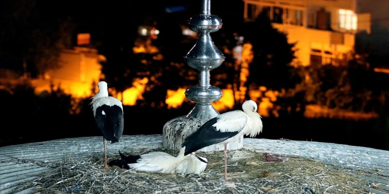 Beykoz'un 'Yaren' leylekleri 10 yıldır aynı caminin kubbesinde yavruluyor