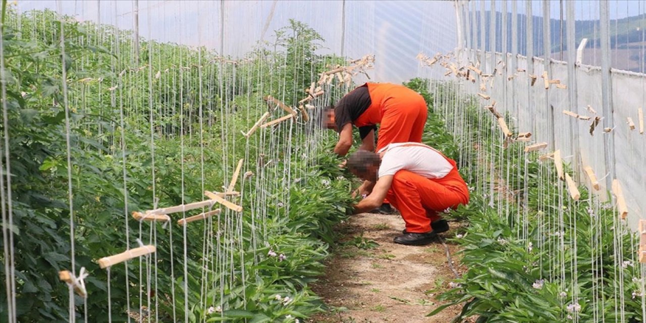 Hükümlüler tropikal meyve ve tıbbi aromatik bitki yetiştiriyor