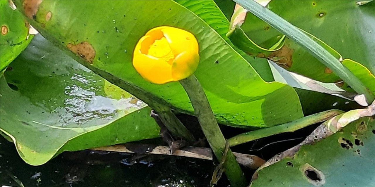 Bolu'da nilüfer çiçeği koparana 109 bin lira ceza kesilecek