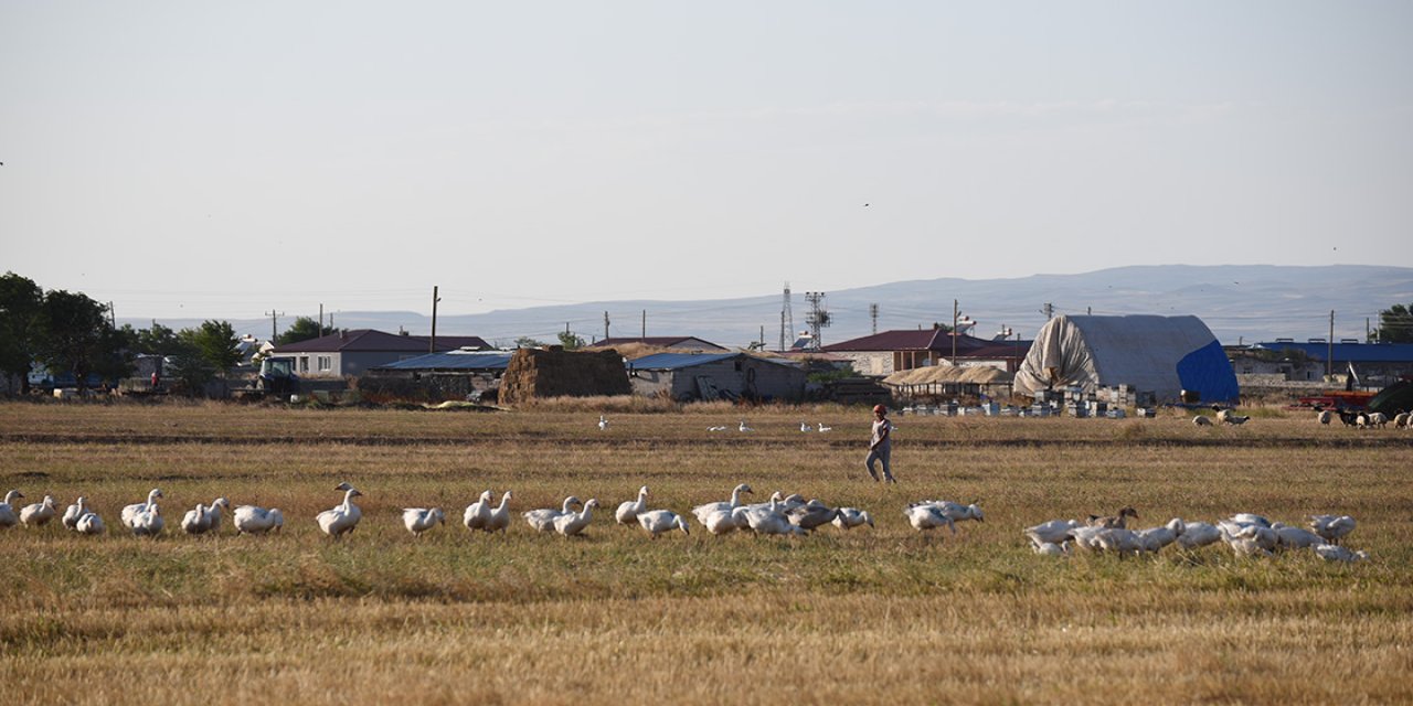 Kars'ın 'marka lezzet'i kazlar kış sezonu için özenle büyütülüyor