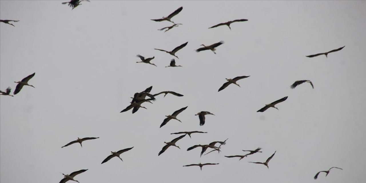 Güneye göçen leylekler Tekirdağ semalarında