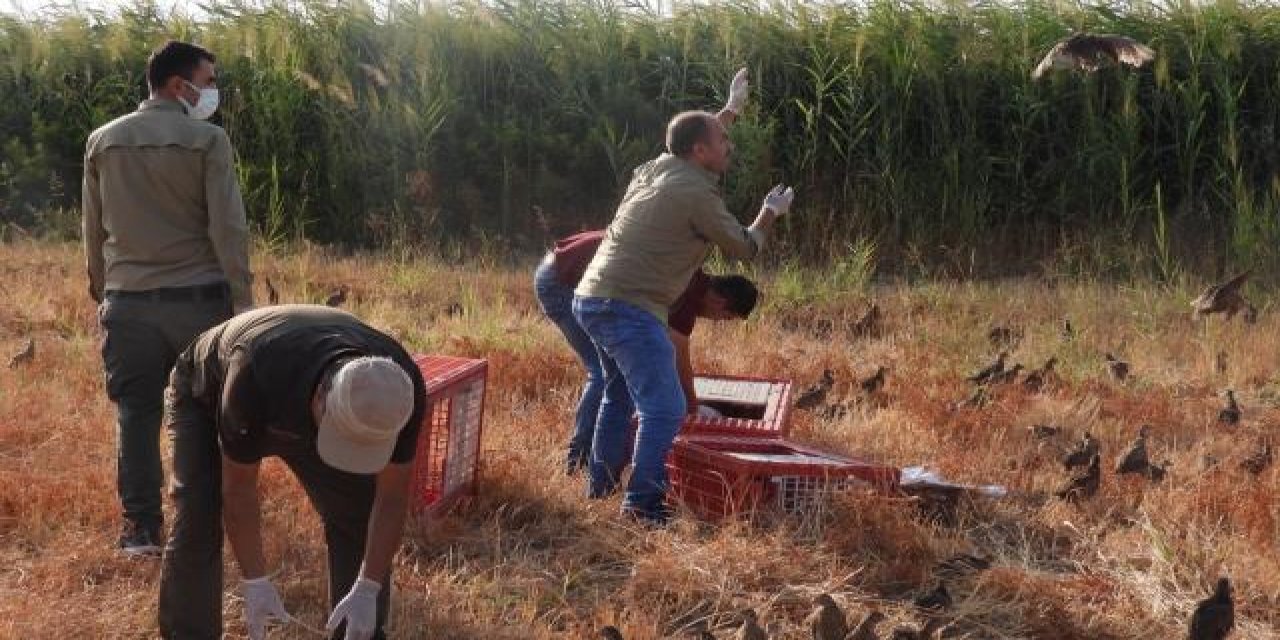 Adıyaman'da biyoçeşitliliğin artması için doğaya 1200 sülün salındı