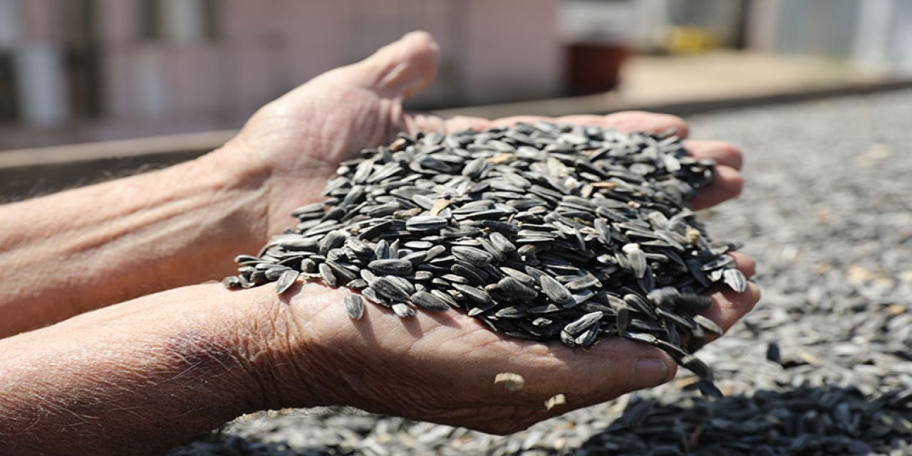 Edirne'de çiftçiler "gün döndü" veriminden memnun
