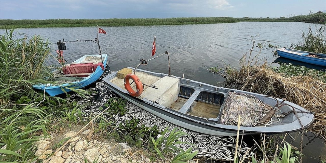 Hatay'daki balık ölümlerinin sebebi "yetersiz oksijen"