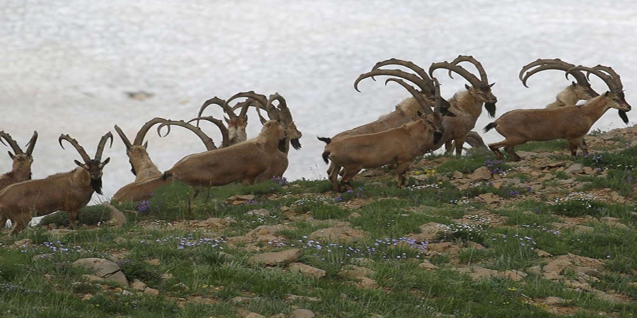 Yaban keçisi avına 254 bin lira ceza