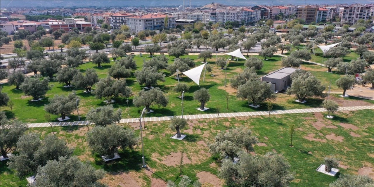 Asırlık zeytin ağaçları 'Zeytinpark'la korunacak