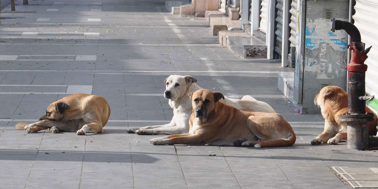 Hatay'da sahipsiz köpeklerin saldırdığı kişi yaralandı