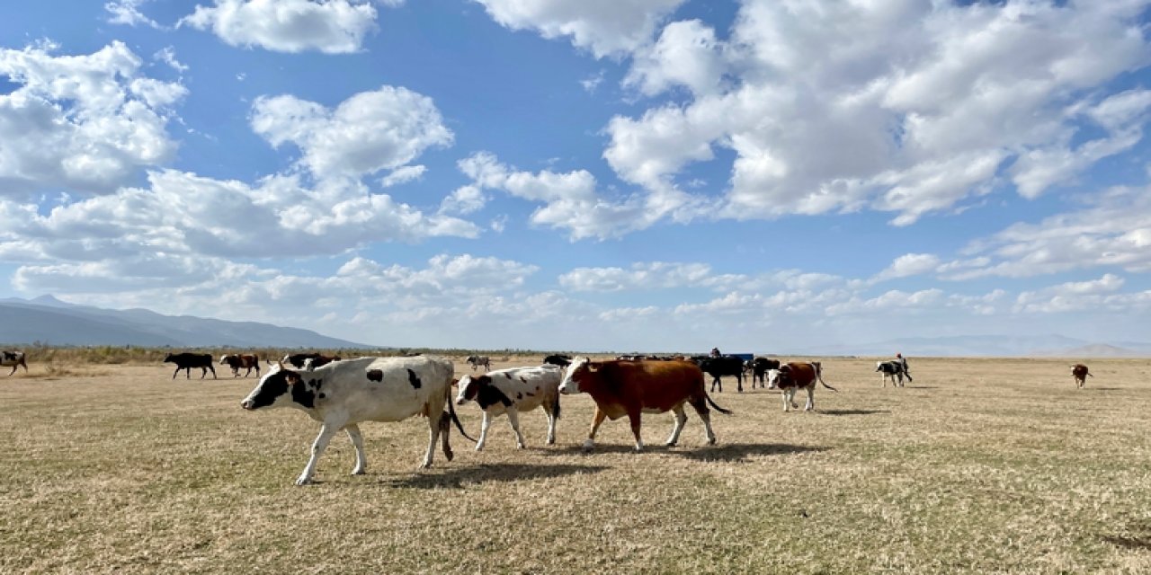 Kuruyan Akşehir Gölü büyükbaş hayvanlara "mera" oldu
