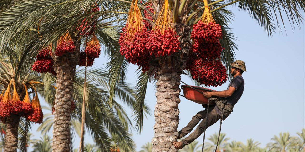 Gazze'de hurma hasadı