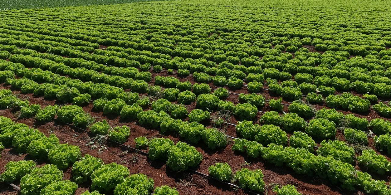 Bilinçli sulama sistemleriyle 87 bin olimpik havuzluk su tasarrufu sağladılar