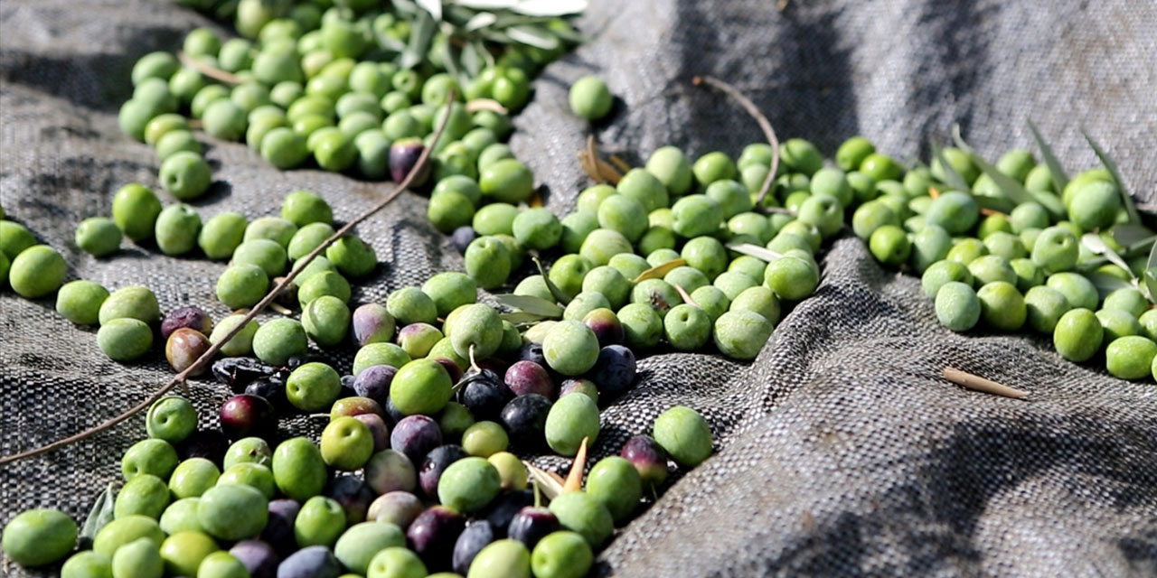 Zeytin ağaçlarındaki tane tutumu yüksek rekolte için umutlandırdı