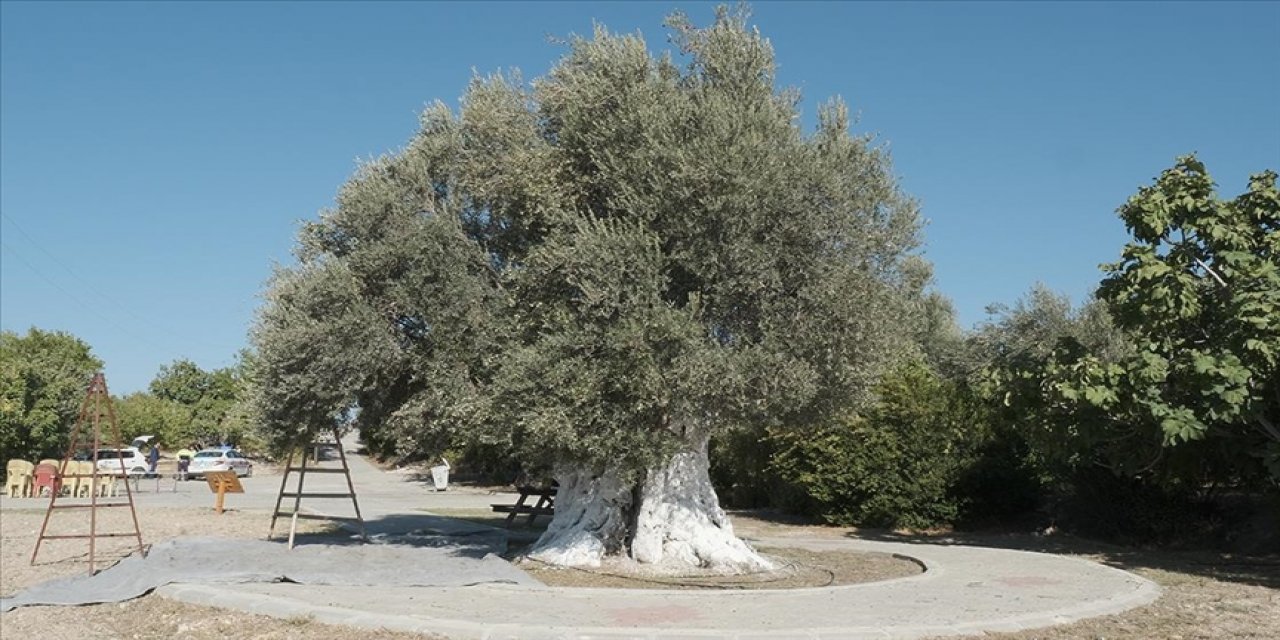 Mersin'de 1300 yıllık anıt ağaçta yetişen zeytinler toplandı