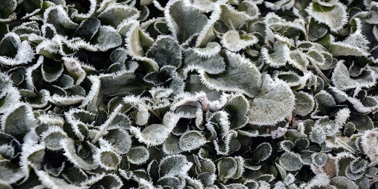 Sarıkamış'ta soğuk hava yüzünden derelerdeki şelaleler, bitkiler ve camlar dondu