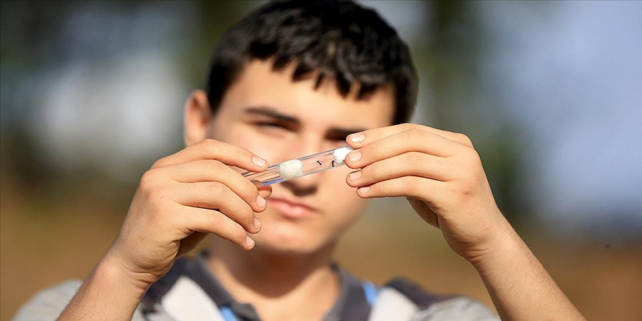 Lise öğrencisi evinde çoğalttığı karınca kolonilerini tabiata bırakıyor